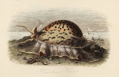 Tygr cowrie, Cypraea tigris od Adolph (after) Fries