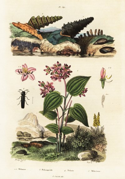 Trubkoví šneci, brouci a Clidemia., 1834-1839 (rytina) od Adolph (after) Fries