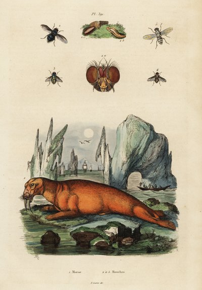 Mrož a mouchy. ,1834-1839 (rytina) od Adolph (after) Fries