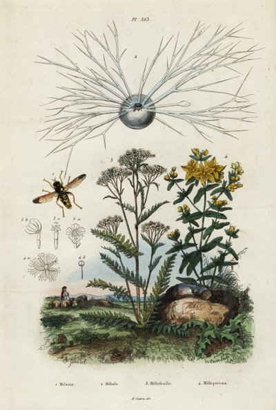 Řebříček, třezalka, foraminifera a pestřenka., 1834-1839 (rytina) od Adolph (after) Fries