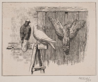 Holubi od Johan Adolph Kittendorff