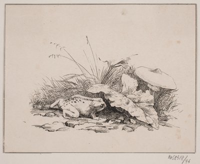 Ropucha od Johan Adolph Kittendorff