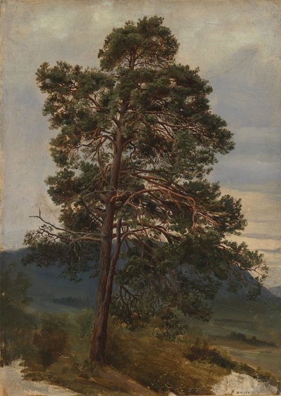 Studie borovice od Adolph Tidemand