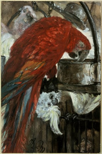 Ara a Kakadu od Adolph Menzel