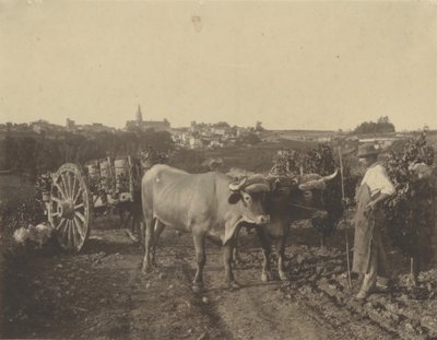 [Muž s voly] od Adolphe Braun