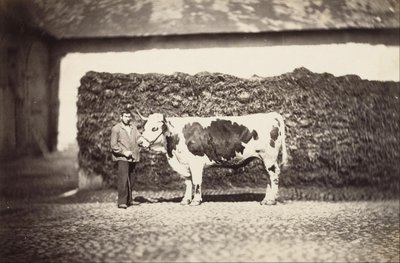 [Prize Bull] od Adolphe Braun