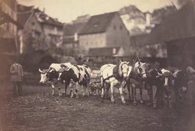 Bez názvu (Hospodářská zvířata) od Adolphe Braun