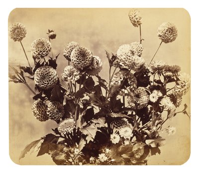 Bez názvu, c. 1860 (tisk alba) od Adolphe Braun
