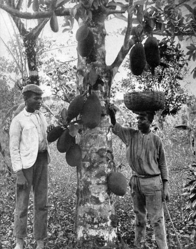 Jackfruit, Jamajka, c1905. od Adolphe Duperly and Son