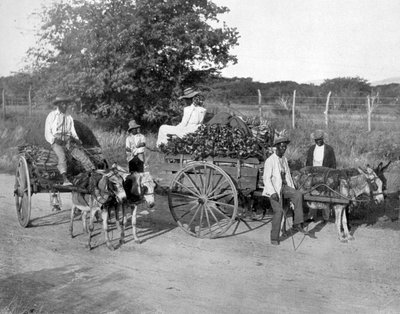 Dřevěné vozíky, Jamajka, c1905. od Adolphe Duperly and Son