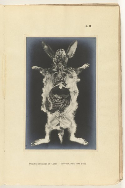 Králík rozřezán s viditelnými orgány Organes internes du lapin - Fotografie dans l