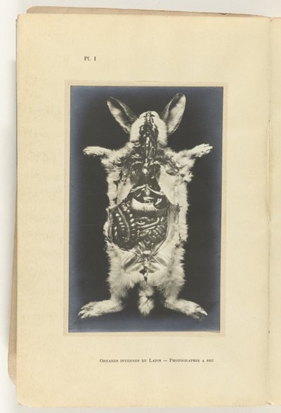 Králík rozřezán s viditelnými orgány Organes internes du lapin -Fotografie a sec od Adolphe Louis Donnadieu