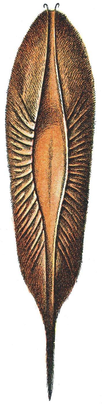 Vaječný případ chiméry od Adolphe Philippe Millot