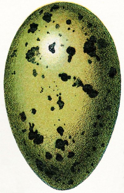 Egg of a Common Loon, 1923 od Adolphe Philippe Millot