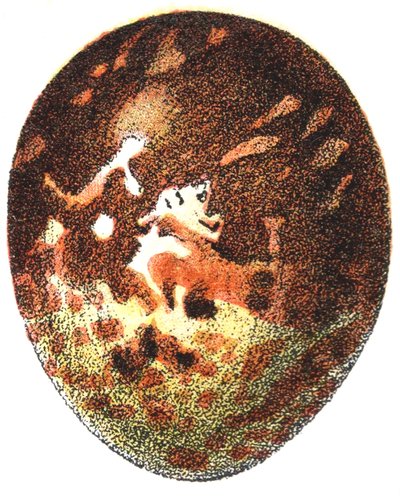 Vejce káně medonosné (Pernis apivorus), 1923 od Adolphe Philippe Millot