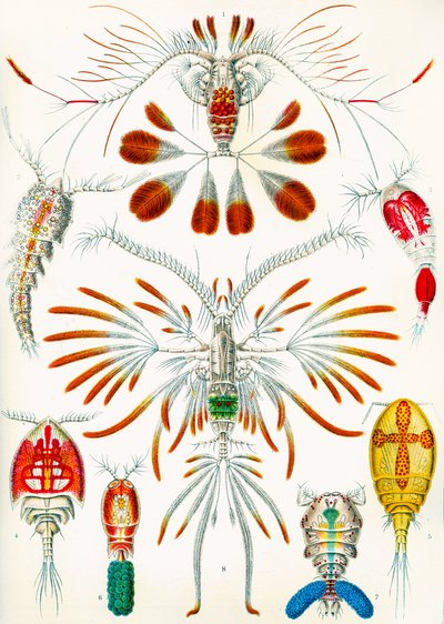 Ilustrace Copepods, c.1909 od Adolphe Philippe Millot