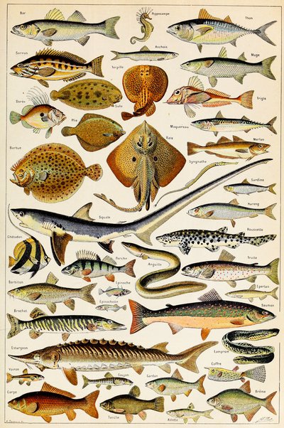 Ilustrace jedlé ryby, c.1923 od Adolphe Philippe Millot