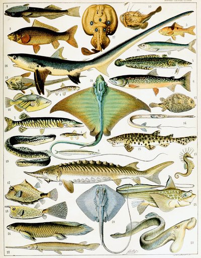 Ilustrace Fish c.1923 (litho) od Adolphe Philippe Millot