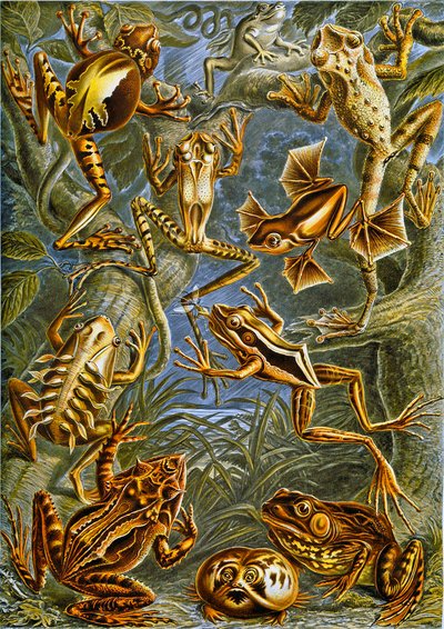 Ilustrace žab a ropuch c.1909 od Adolphe Philippe Millot