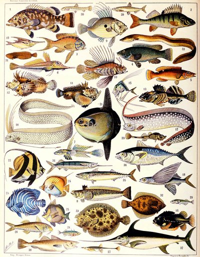 Ilustrace mořských ryb c.1923 od Adolphe Philippe Millot