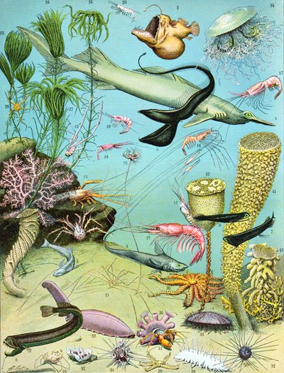 Ilustrace hlubinného ekosystému c.1923 od Adolphe Philippe Millot