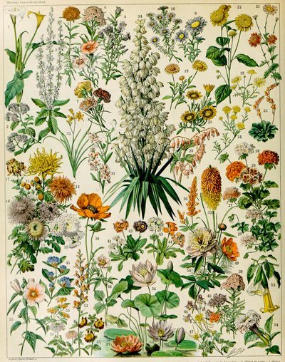 Ilustrace kvetoucích rostlin c.1923 od Adolphe Philippe Millot