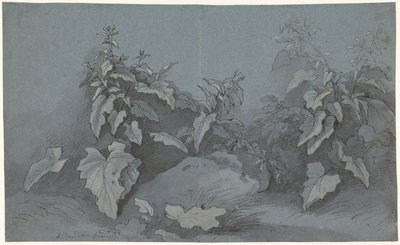 Studie rostlin od Adriaan Boudewyns