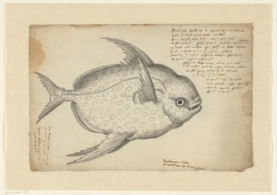 Kingfish od Adriaen Coenen