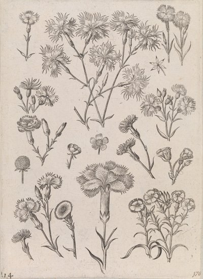 Narcisy od Adriaen Collaert
