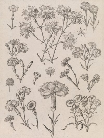 Narcisy od Adriaen Collaert