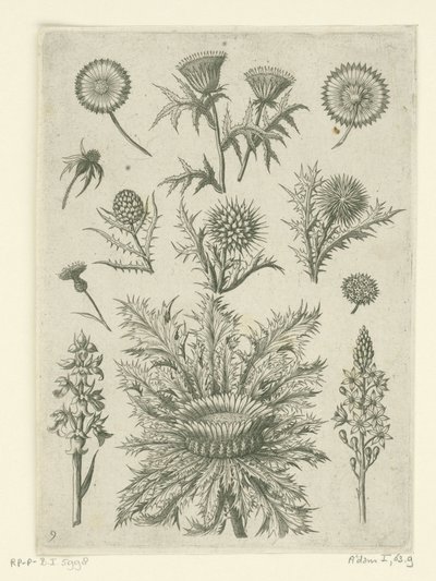 Vzdálené různými způsoby Florilegium (název série) od Adriaen Collaert