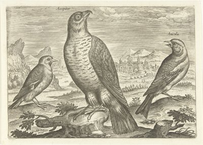 Tři ptáci v krajině Ptáci (název seriálu) Avium vivae (název série) od Adriaen Collaert