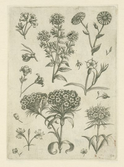 Sladký William a další květiny Florilegium (název série) od Adriaen Collaert