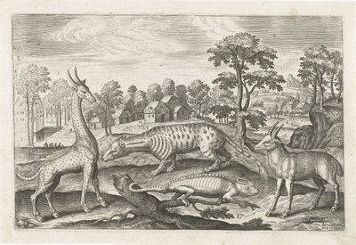 exotická zvířata Čtyřnohá zvířata (název série) Animalivm Qvaddrvpedvm (název série) od Adriaen Collaert