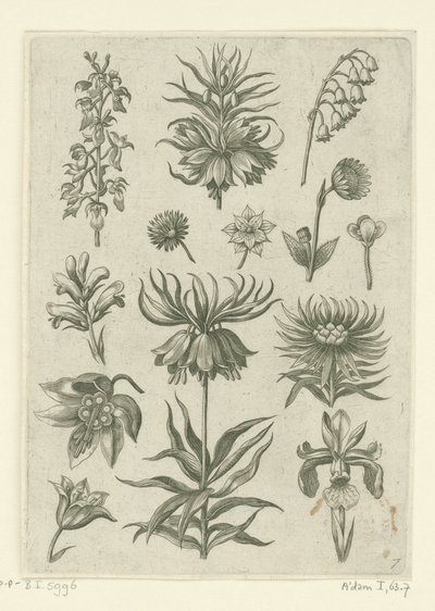Císařská koruna, orchidej a konvalinky Florilegium (název série) od Adriaen Collaert
