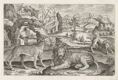 Lvi a Leopard Čtyřnohá zvířata (název série) Animalivm Qvaddrvpedvm (název série) od Adriaen Collaert