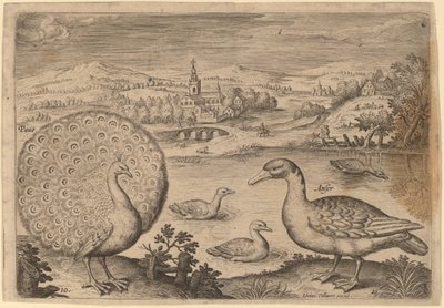 Páv a husa od Adriaen Collaert