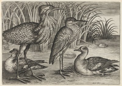  od Adriaen Collaert
