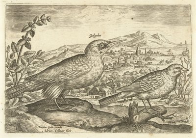Dva ptáci v krajině Avium Vivae (název série) Ptáci (název seriálu) od Adriaen Collaert