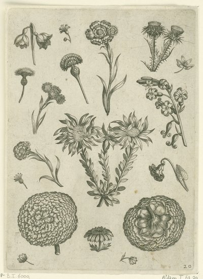 Různé květiny, včetně chryzantémy a bodláku Florilegium (název série) od Adriaen Collaert