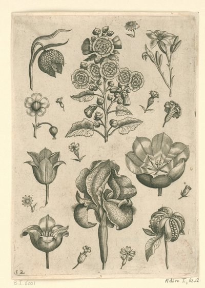 Různé květiny včetně kosatce a fialky Florilegium (název série) od Adriaen Collaert