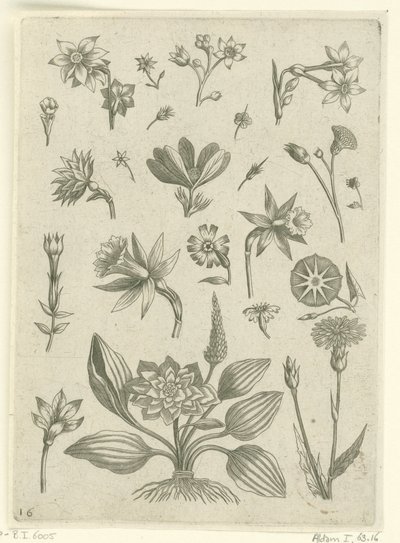 Různé květiny, včetně trubačových narcisů Florilegium (název série) od Adriaen Collaert