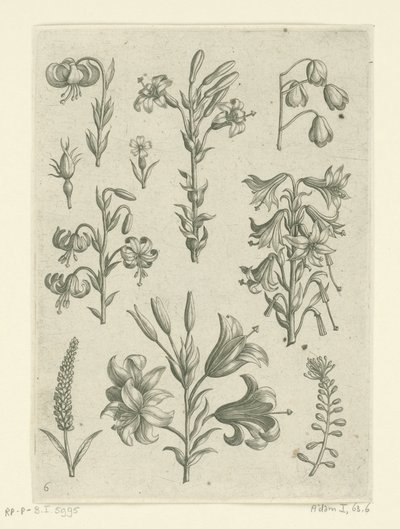 Čtyři velké lilie a několik menších květin Florilegium (název série) od Adriaen Collaert
