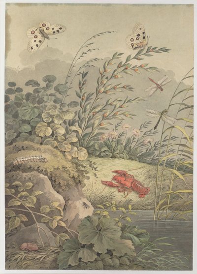 Kousek vody s krabem, motýly, vážkami a rakytníkem, c. 1800. od Adrian Zingg