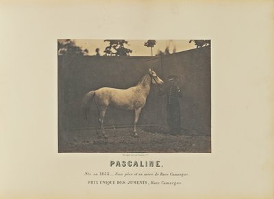 Pascaline od Adrien Alban Tournachon