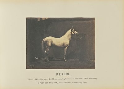 Selim od Adrien Alban Tournachon