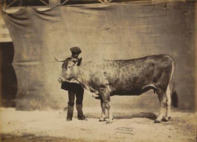 Kráva garonnaise, 5 až 6 let, 1856. od Adrien Alban Tournachon