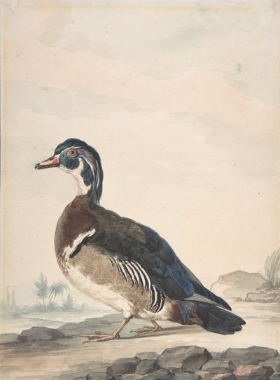 Kachna, 1725-92. od Aert Schouman