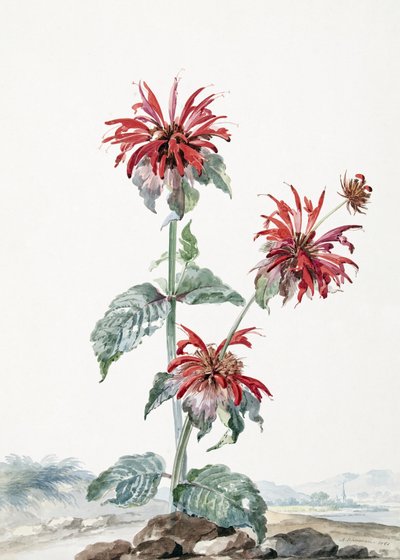 Červená bergamotka v krajině od Aert Schouman