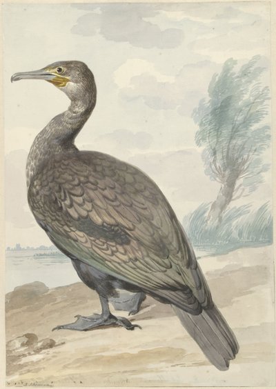 Kormorán od Aert Schouman